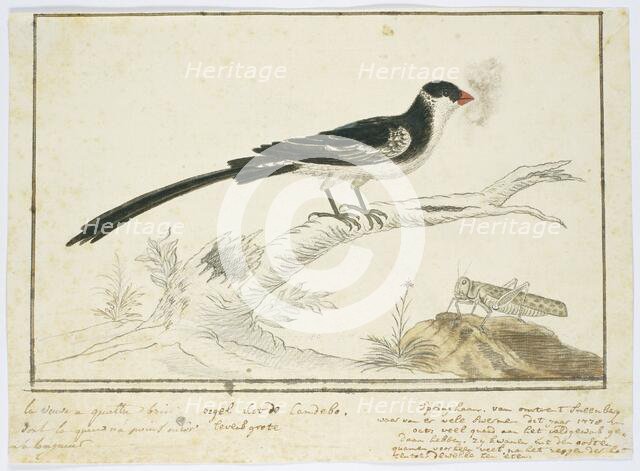 Vidua macroura (Pin-tailed whydah) and locust, 1778. Creator: Robert Jacob Gordon.
