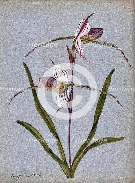 A lady's slipper orchid (Cypripedium Stoneii): flowering stem. Creator: Unknown.
