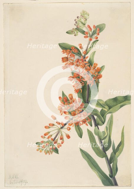 Butterfly Weed (Ascelpias tuberosa), 1919. Creator: Mary Vaux Walcott.