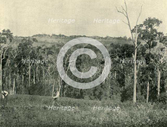 'A Victorian Mountain Farm', 1901. Creator: Unknown.