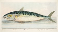 The Mackerel, from A Treatise on Fish and Fish-ponds, pub. 1832 (hand coloured engraving)