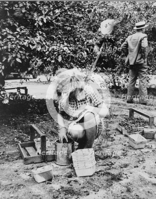 Young cherry picker, near Millville, New Jersey, 1936. Creator: Dorothea Lange.