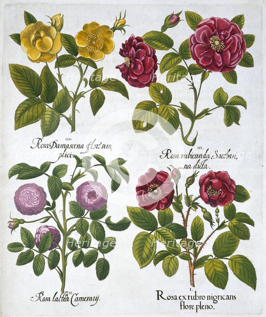 Roses, 1613. Artist: Unknown