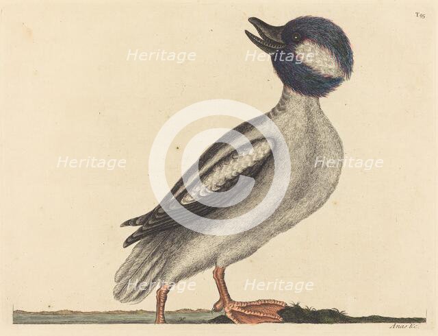 The Buffel's Head Duck (Anas bucephala), published 1731-1743. Creator: Mark Catesby.