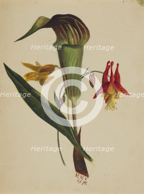 Untitled (Jack in the Pulpit), 1876. Creator: Mary Vaux Walcott.