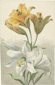 Yellow and White Lilies, c.1780. Creator: Willem van Leen.