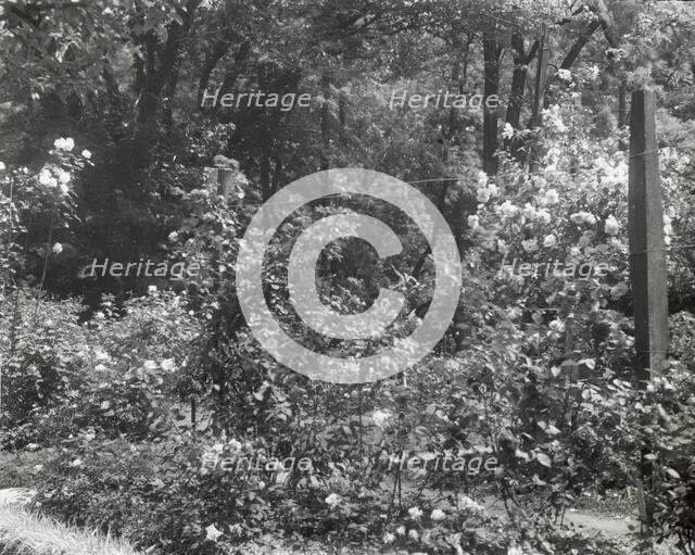 "Willowmere," Rear Admiral Aaron Ward house, 435 Bryant Avenue, Roslyn Harbor, New York, 1914. Creator: Frances Benjamin Johnston.