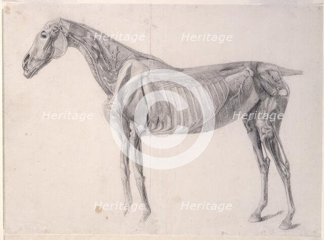 Finished study for 'The Fourth Anatomical Table of the Muscles ... of the Horse', 1756. Creator: George Stubbs.