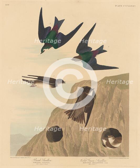 Bank Swallow and Violet-green Swallow, 1837. Creator: Robert Havell.