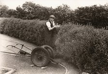 A gardener clips a privet hedge, Rowntree factory, York, Yorkshire, 1955. Artist: Unknown