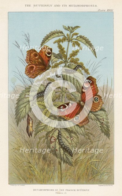 Metamorphoses of the Peacock butterfly, 1888. Artist: Thomas Brown