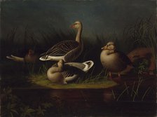 Greylag Geese, copy after Ferdinand von Wright, 1866. Creator: Magnus von Wright.