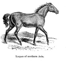 Tarpan, 1850. Artist: Unknown