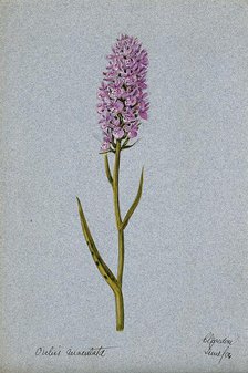 Early purple orchid (Orchis mascula): flowering stem, 1904. Creator: Unknown.