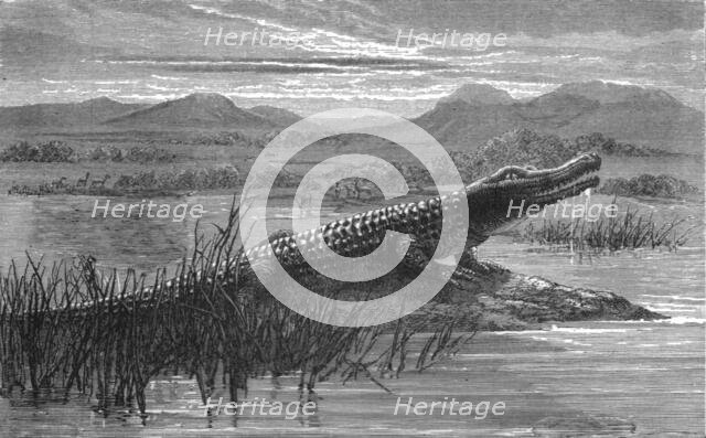 'Crocodile; Life in a South African Colony', 1875. Creator: Unknown.