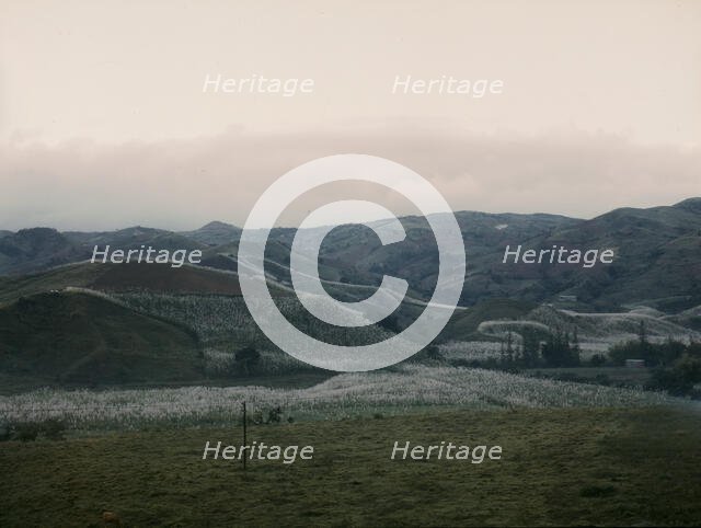 Tobacco country, vicinity of Barranquitas? Puerto Rico, 1941. Creator: Jack Delano.