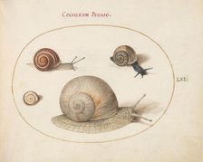 Animalia Qvadrvpedia et Reptilia (Terra): Plate LXI, c. 1575/1580. Creator: Joris Hoefnagel.