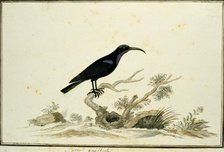 Nectarinia amethystina (Amethyst sunbird), 1777-1786. Creator: Robert Jacob Gordon.