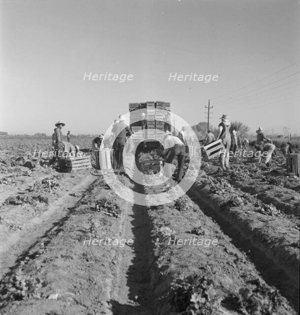 Filipino crew of fifty-five boys cutting and loading lettuce, Imperial Valley, California, 1937. Creator: Dorothea Lange.