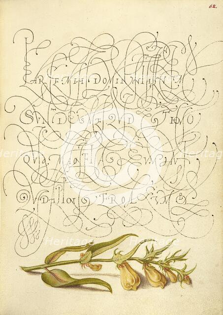 Cow-Wheat; Mira calligraphiae monumenta, 1561-1562; illumination added 1591-1596. Creator: Joris Hoefnagel.