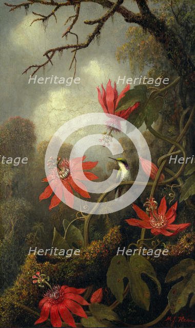 Hummingbird and Passionflowers, ca. 1875-85. Creator: Martin Johnson Heade.