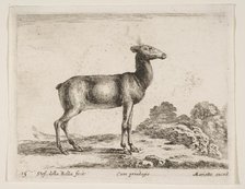 Plate 15: doe, from 'Various animals' (Diversi animali), ca. 1641. Creator: Stefano della Bella.