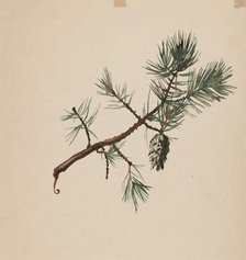 A pine branch, c1890s. Creator: Albert Edelfelt.