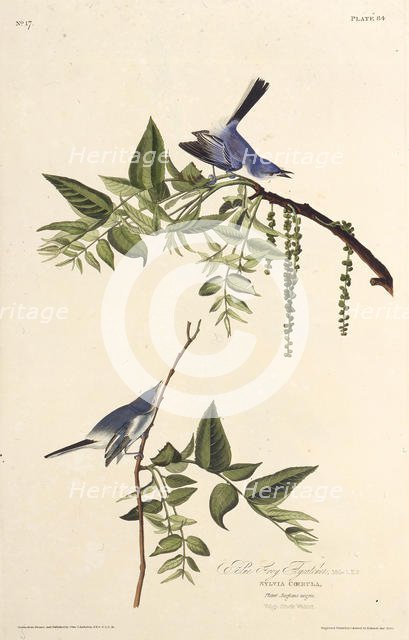 The blue-gray gnatcatcher. From "The Birds of America", 1827-1838. Creator: Audubon, John James (1785-1851).