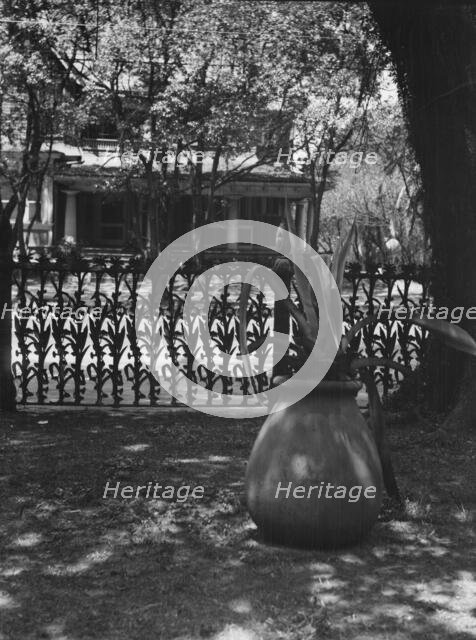 Cornstalk wrought iron fence, 1448 4th Street, New Orleans, between 1920 and 1926. Creator: Arnold Genthe.