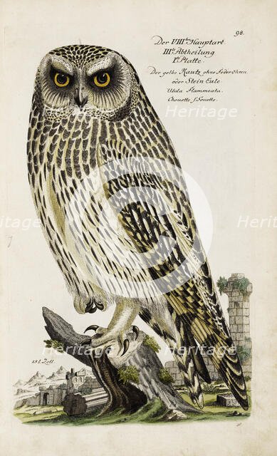 Illustration from "Ornithology - Presentation of the birds" by Johann Leonhard Frisch, 1733. Creator: Frisch, Johann Leonhard (1666-1743).