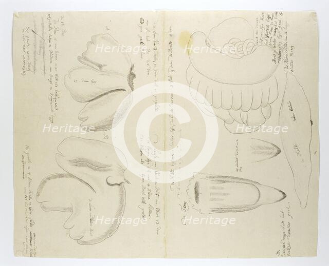 Diceros bicornis bicornis (Rhinoceros), organs, in or after 1778. Creator: Robert Jacob Gordon.