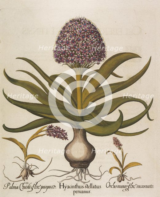 Hyacinthus stellatus, 1613. Creator: Besler, Basilius (1561-1629).