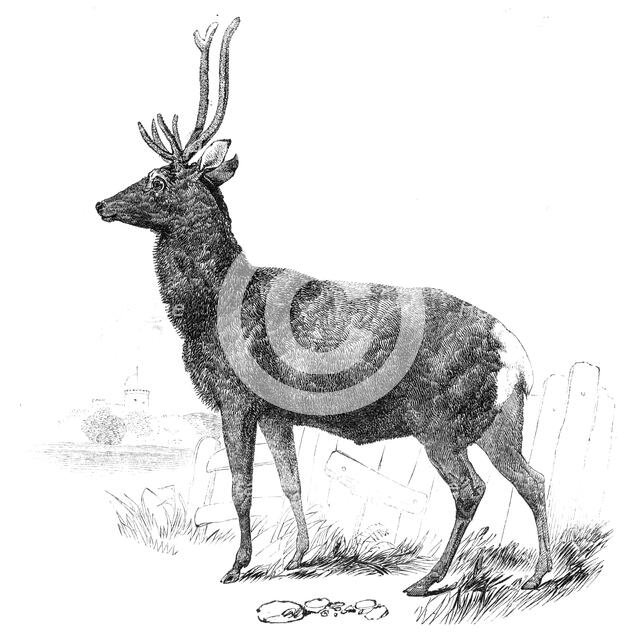 Smithfield Cattle-Show - red stock deer from Windsor, 1844. Creator: Unknown.