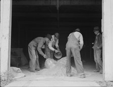 Farmers sack mixed grasshopper bait...Oklahoma, 1937. Creator: Dorothea Lange.