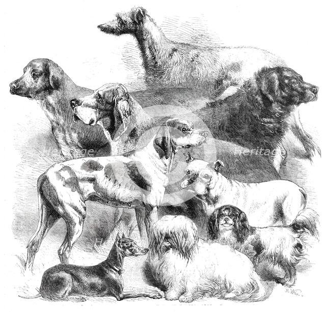 National Exhibition of Dogs at Birmingham, 1860. Creator: Harrison Weir.