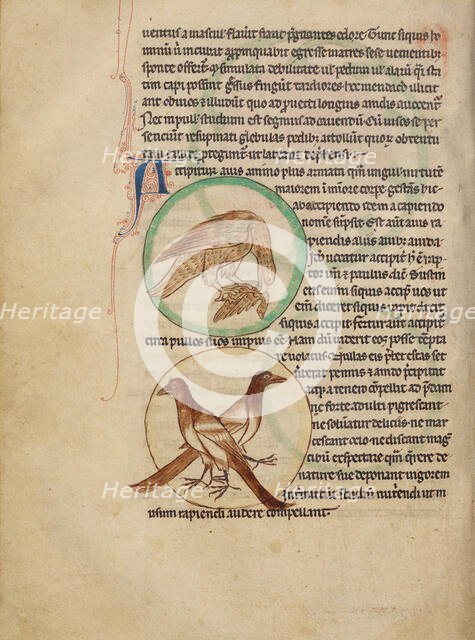 A Hawk; Magpies; Northumberland Bestiary, about 1250-1260. Creator: Unknown.