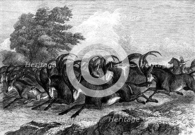 Hunting the Sable Antelope in South Africa, 1871. Creator: Unknown.