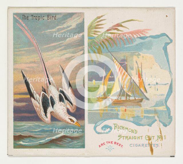 The Tropic Bird, from Birds of the Tropics series (N38) for Allen & Ginter Cigarettes, 1889. Creator: Allen & Ginter.