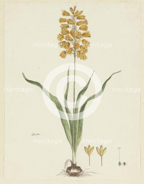 Ixia odorata Ker. Gawl., 1777-1786. Creator: Robert Jacob Gordon.