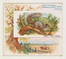 Grey Squirrel, from Quadrupeds series (N41) for Allen & Ginter Cigarettes, 1890. Creator: Allen & Ginter.