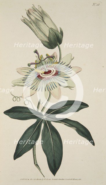 Passiflora Coerulea (Common Passion Flower), pub. 1786 (hand coloured engraving). Creator: English School (18th Century).