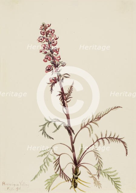 Elephanthead (Pedicularis groenlandica), 1916. Creator: Mary Vaux Walcott.