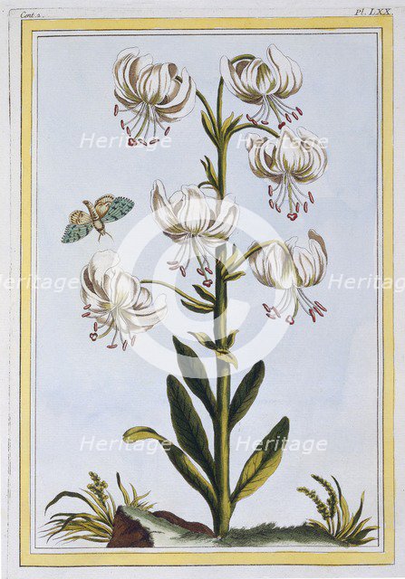 Le Martagan Blanc,  pub. 1776. Creator: Pierre Joseph Buchoz (1731-1807).