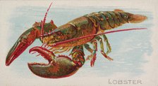 Lobster, from the Fish from American Waters series (N8) for Allen & Ginter Cigarettes Brands, 1889. Creator: Allen & Ginter.