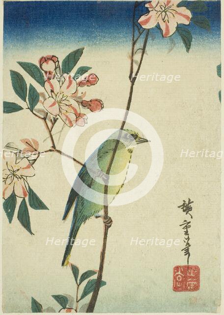 Japanese white-eye on flowering branch, 1830s-1840s. Creator: Ando Hiroshige.