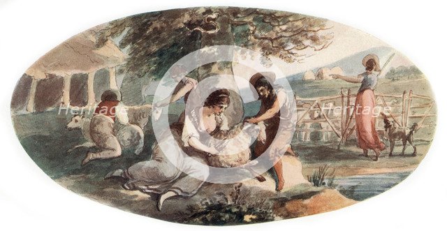 'Sheep Shearing', (1912).Artist: William Hamilton