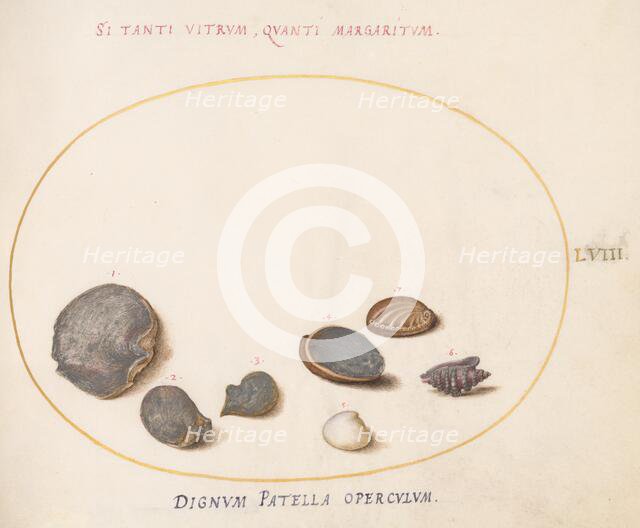 Animalia Aqvatilia et Cochiliata (Aqva): Plate LVIII, c. 1575/1580. Creator: Joris Hoefnagel.