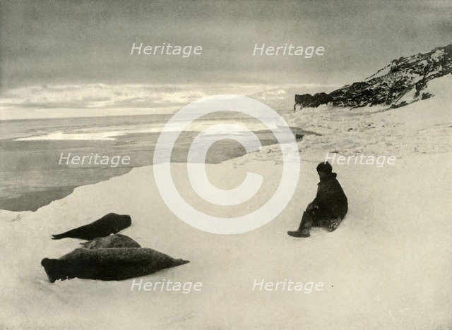 'Seals at the Ice-Edge', c1908, (1909). Artist: Unknown.