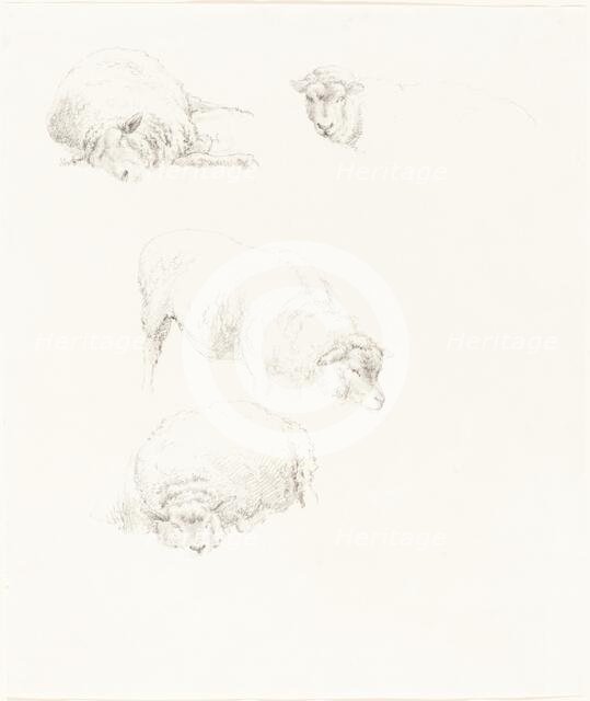 Studies of Sheep. Creator: Robert Hills.