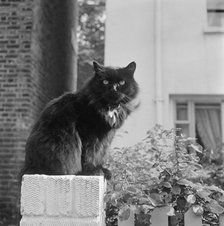 Black British longhair cat sitting on a white brick wall, Pond Square, Highgate, London, 1969. Artist: John Gay.